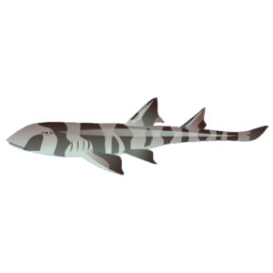 Collared Carpet Shark